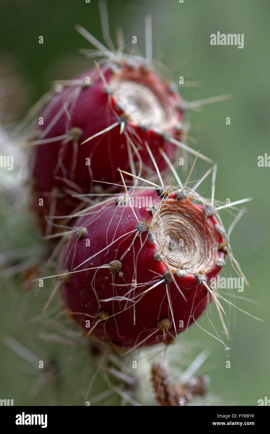 Frutos de cactus de la especie Opuntia leucotricha, conocido vulgarmente como Nopal blanco. Procedente de México. Jardín Botánic Foto de stock