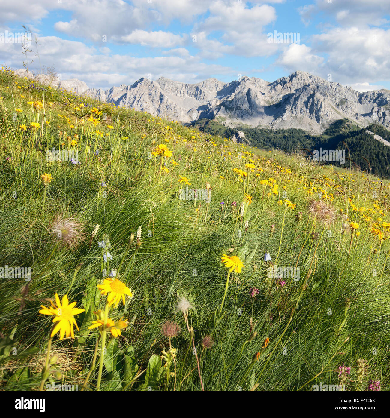 praderas alpinas Foto de stock