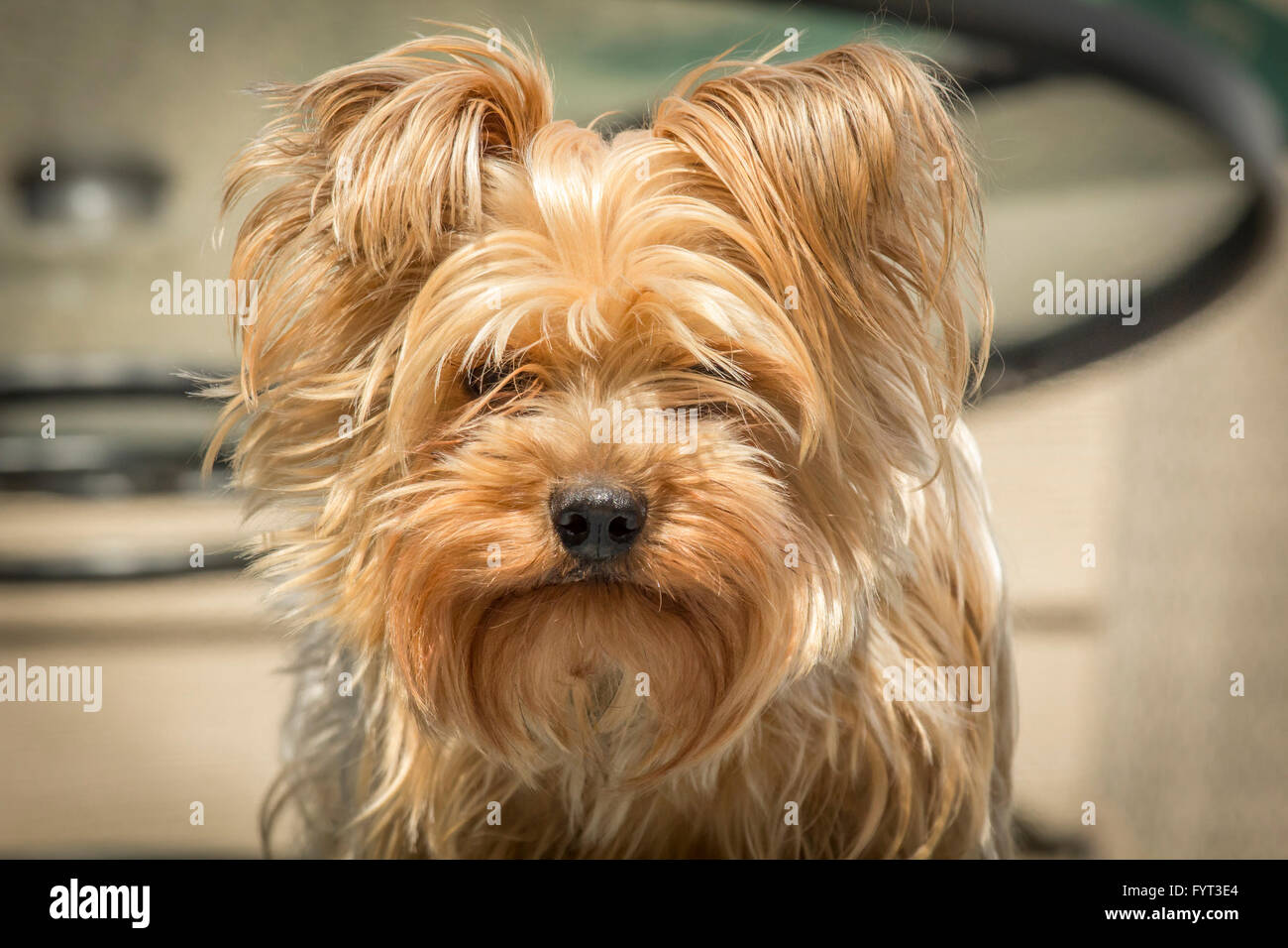 Cachorro Macho Yorkshire Terrier Con Un Pelón En La Cabeza Peinado En  Forma De Bizcocho Imagen de archivo  Imagen de mascota hermoso 249955645