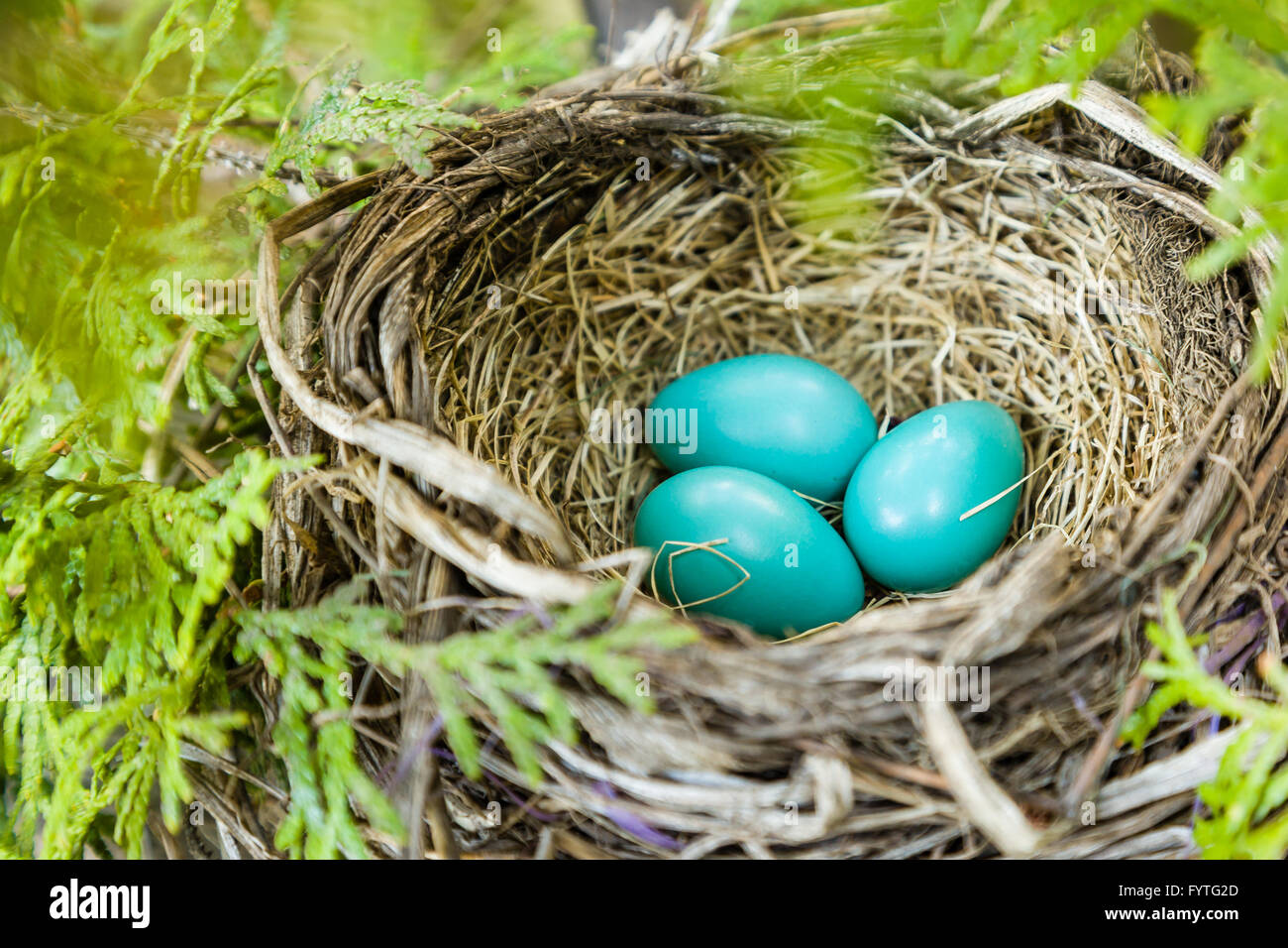 Robin nido con 3 huevos de color azul. Foto de stock