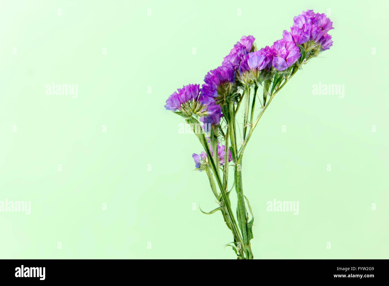 Plantas, flores, flor, flor, flora, flores secas, rosa, fondo verde Foto de stock