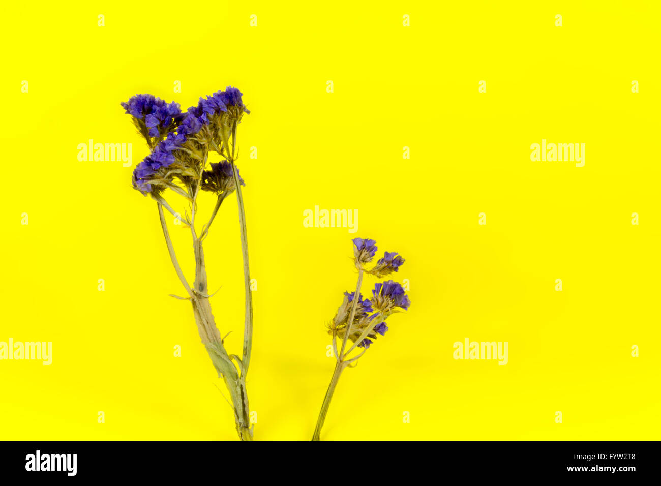 Plantas, flores, flor, flor, flora, flores secas, púrpura, fondo amarillo Foto de stock