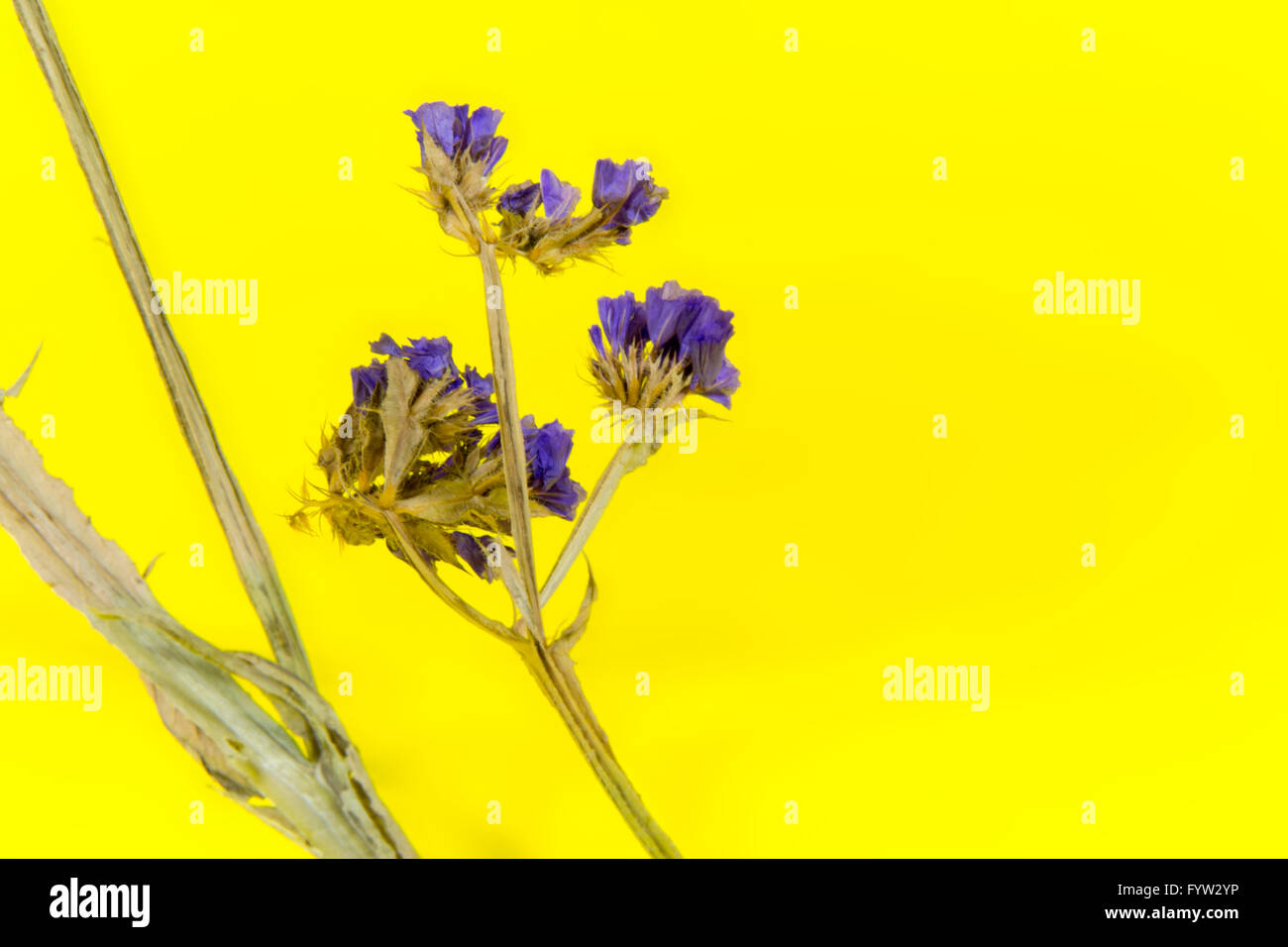 Plantas, flores, flor, flor, flora, flores secas, púrpura, fondo amarillo Foto de stock