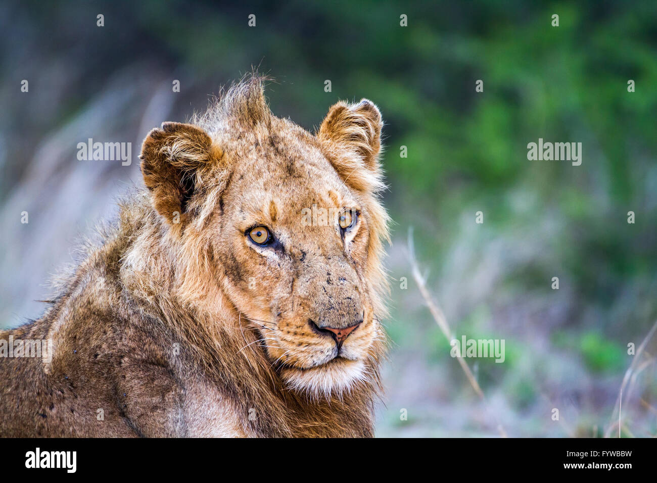 Lion el Parque Nacional Kruger, Sudáfrica ; especie Panthera leo de la familia Felidae. Foto de stock