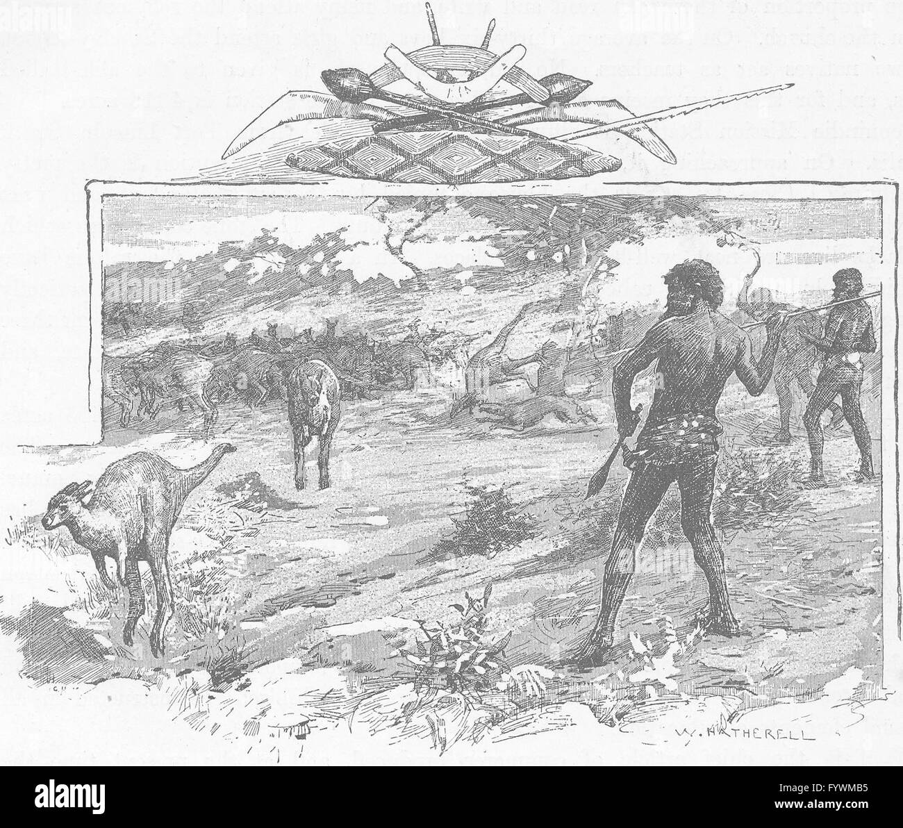 AUSTRALIA: aborígenes: aborígenes kangaroo caza, grabado antiguo 1890 ...