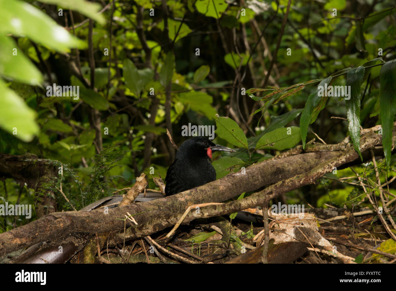 La Isla Norte es un wattlebird saddleback en el grupo de aves paseriformes y es endémico de Nueva Zelanda. Foto de stock