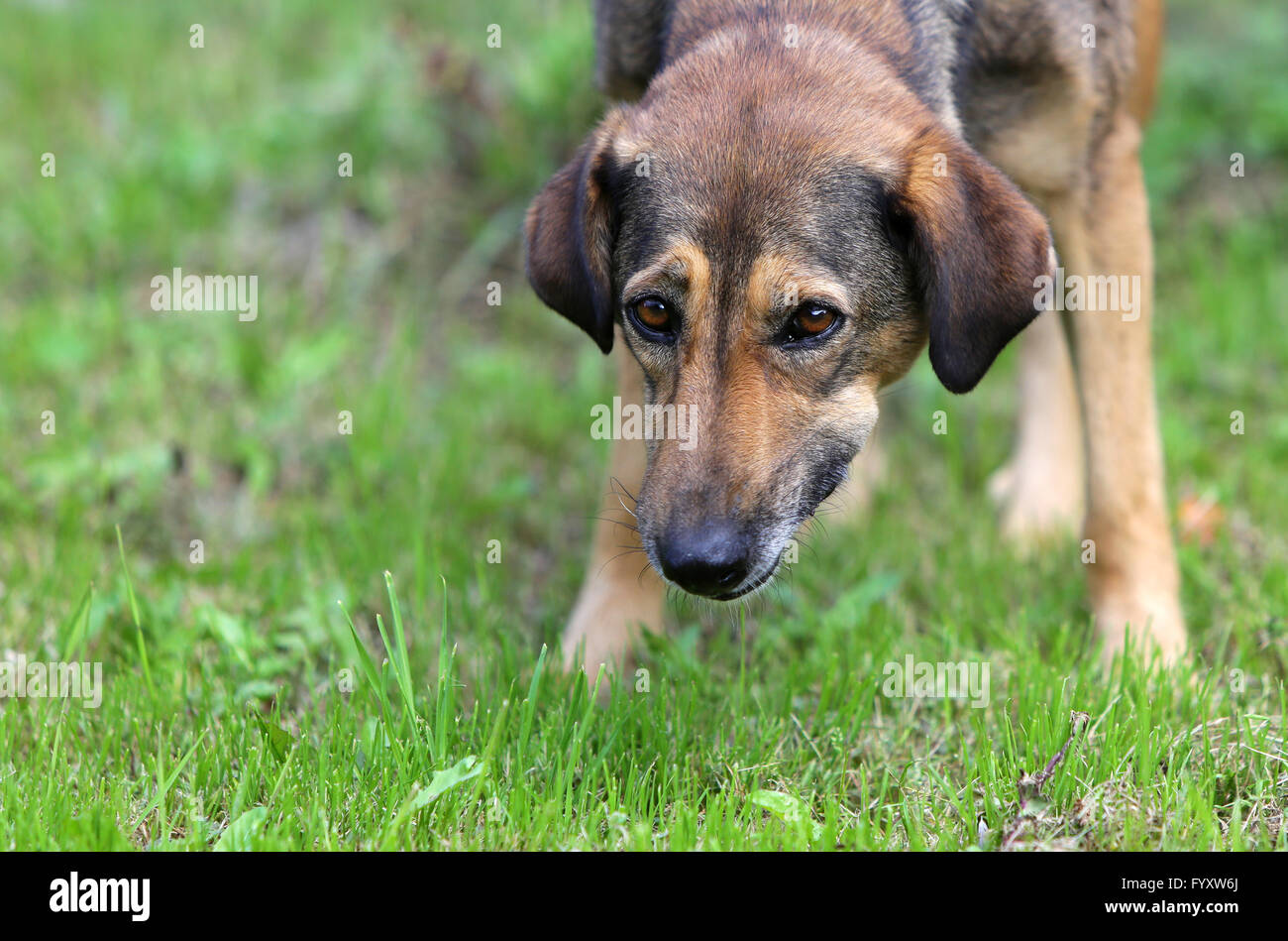 Perro sin hogar en medio de un prado Foto de stock