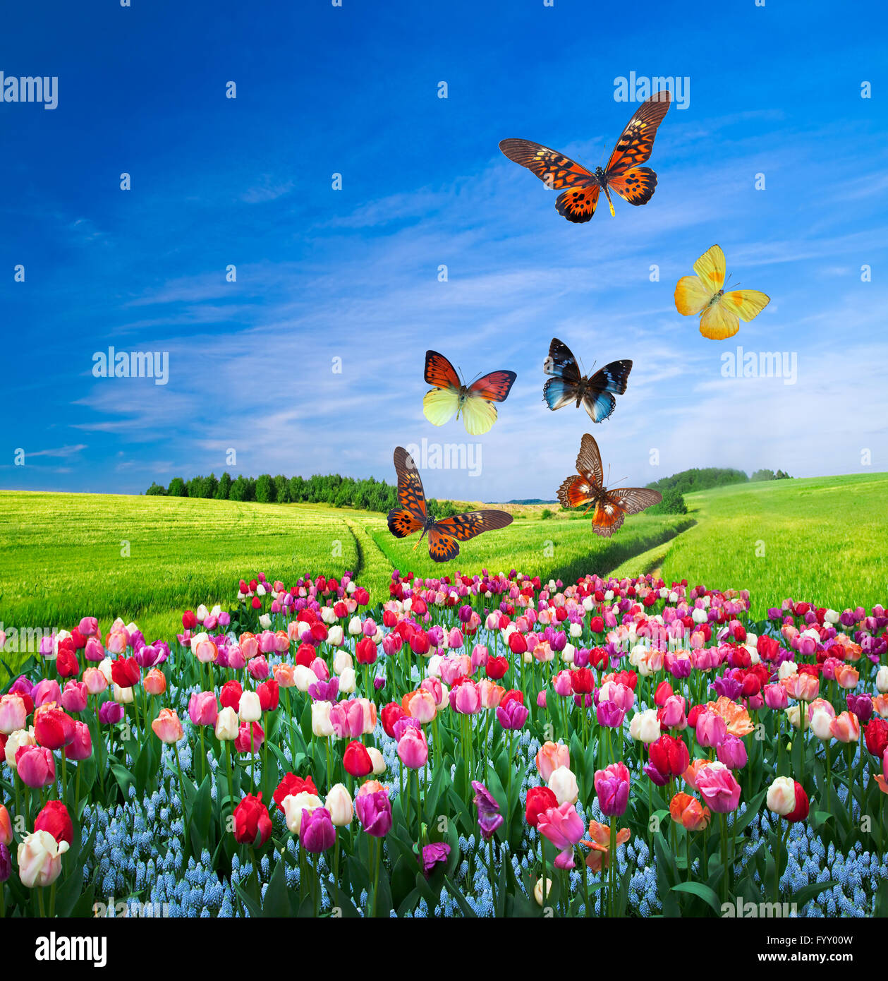 Campo de coloridas flores y mariposas Fotografía de stock - Alamy