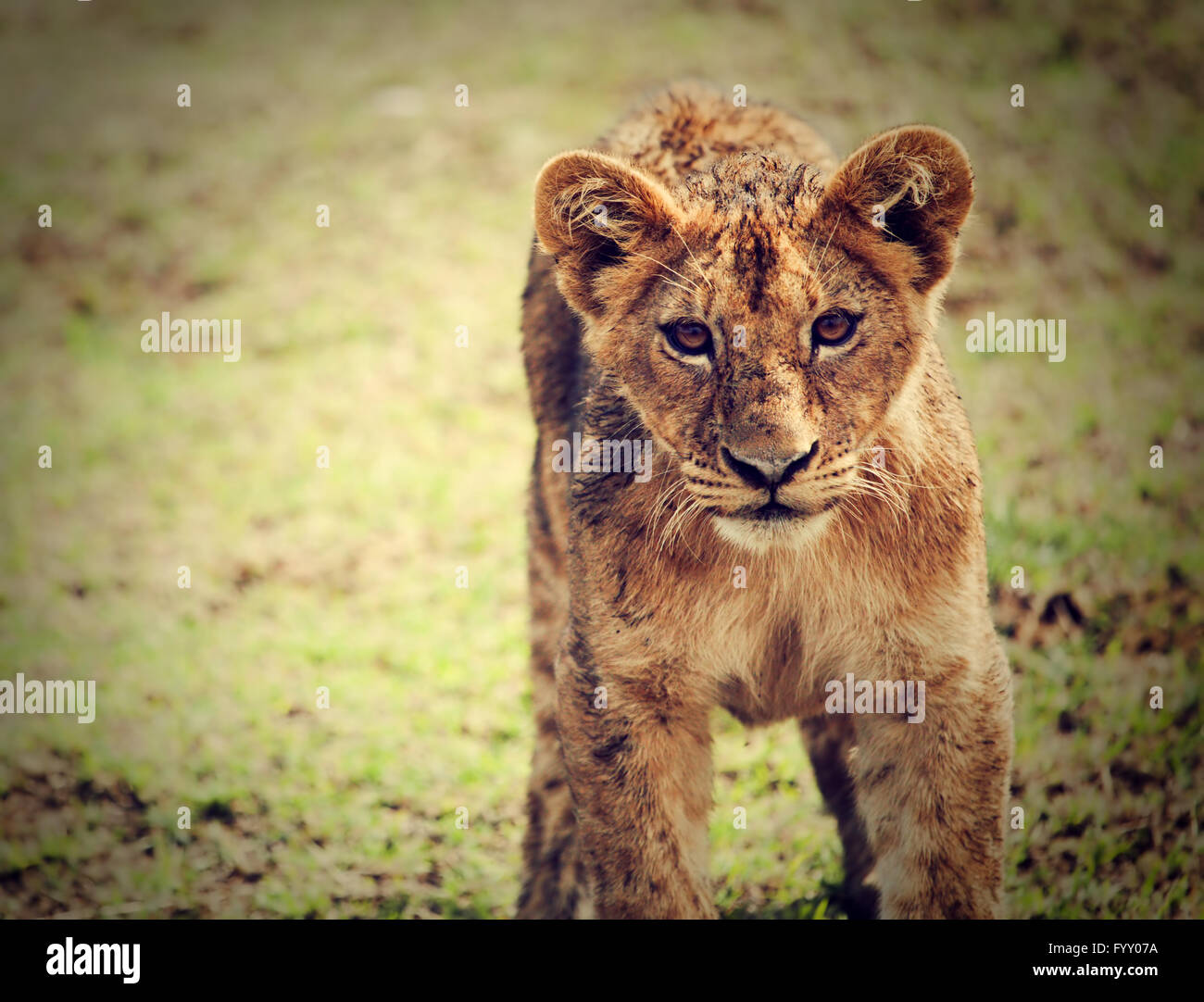 Un pequeño cachorro de león retrato. Tanzania, África Foto de stock