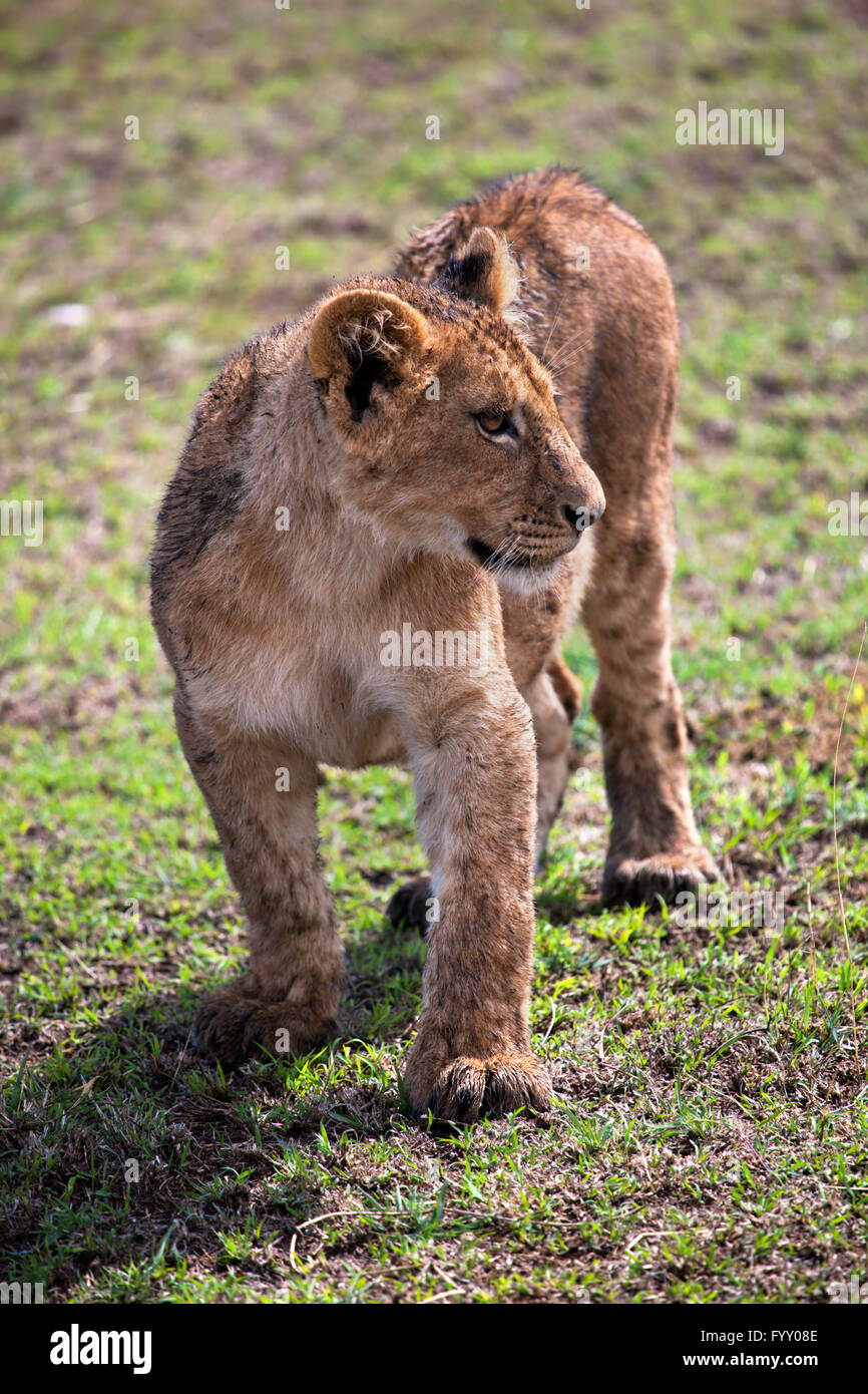Un pequeño cachorro de león retrato. Tanzania, África Foto de stock