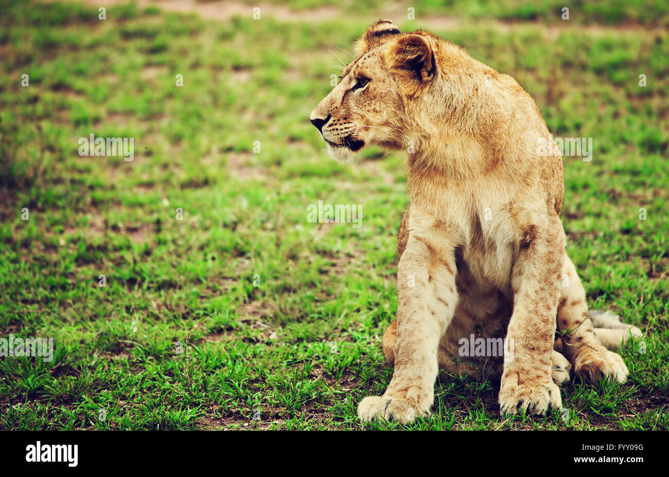 Cachorro de león pequeño retrato. Tanzania, África Foto de stock