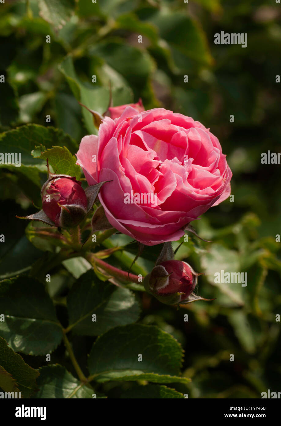 Rosa, Rosa flor rosa CIRCUS, Kordes floribunda Foto de stock