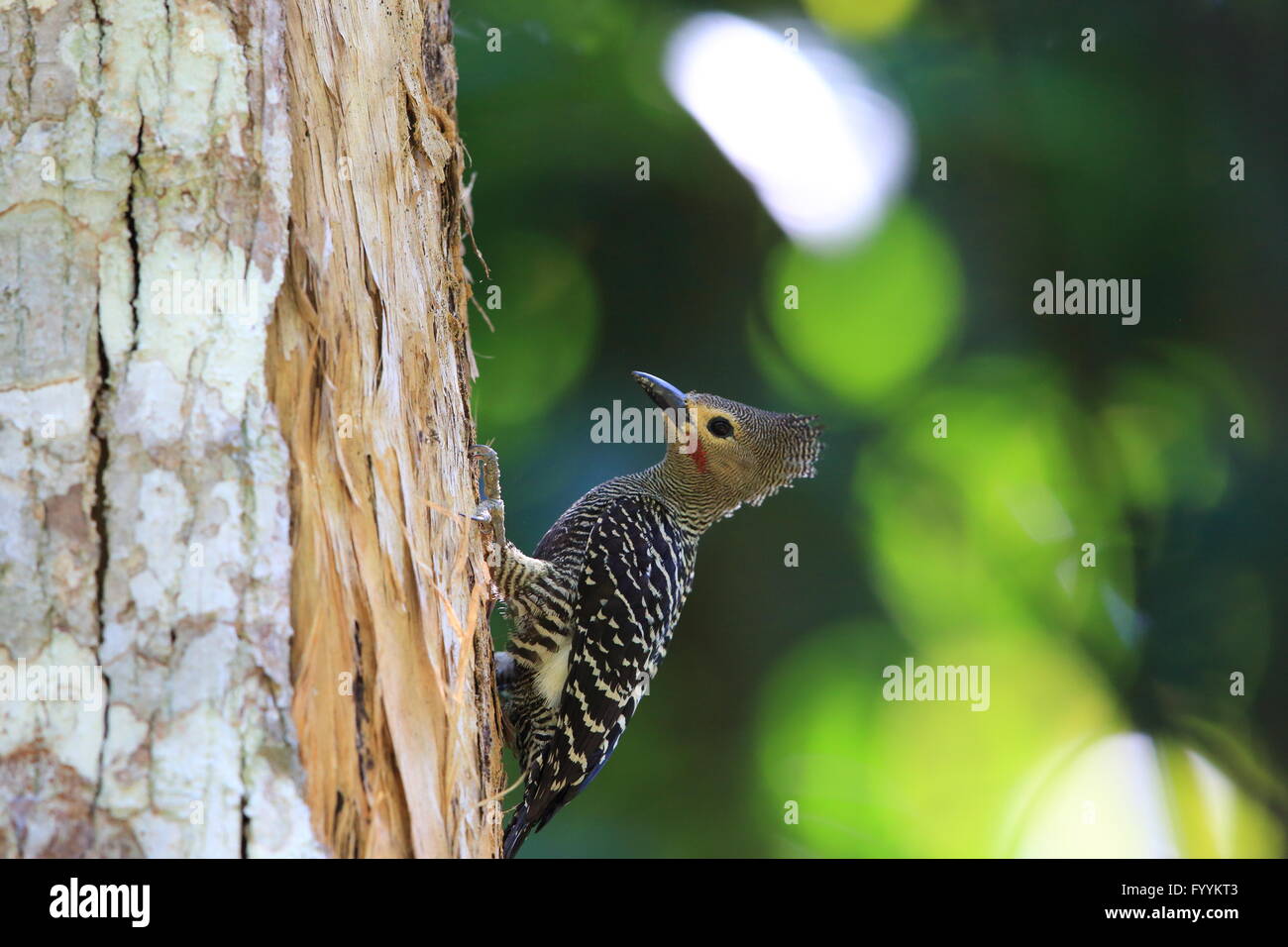 Buff-rumped woodpecker (Meiglyptes grammithorax) en Tailandia Fotografía de  stock - Alamy