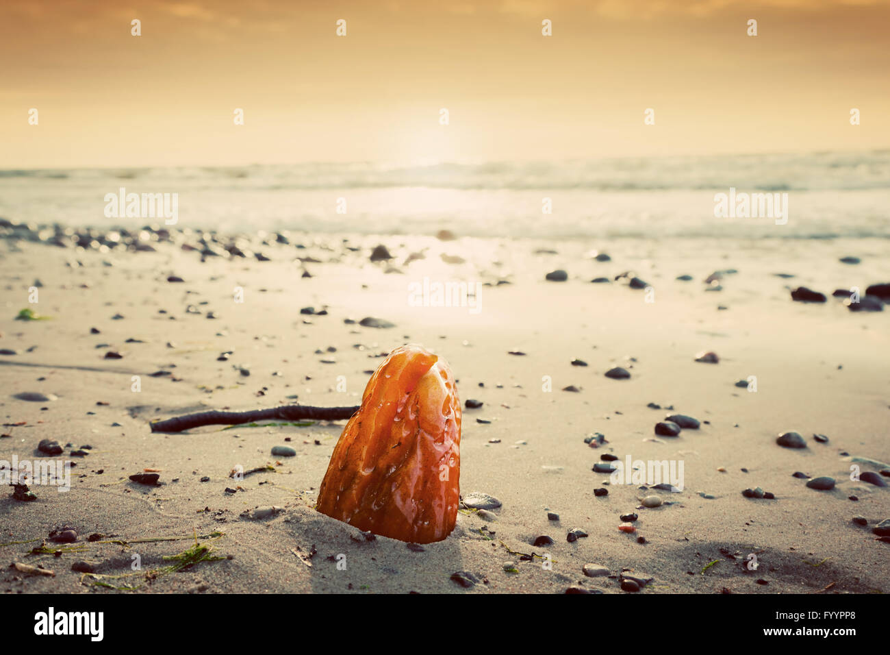 Piedra de ámbar en la playa. Preciosa joya Fotografía de stock - Alamy