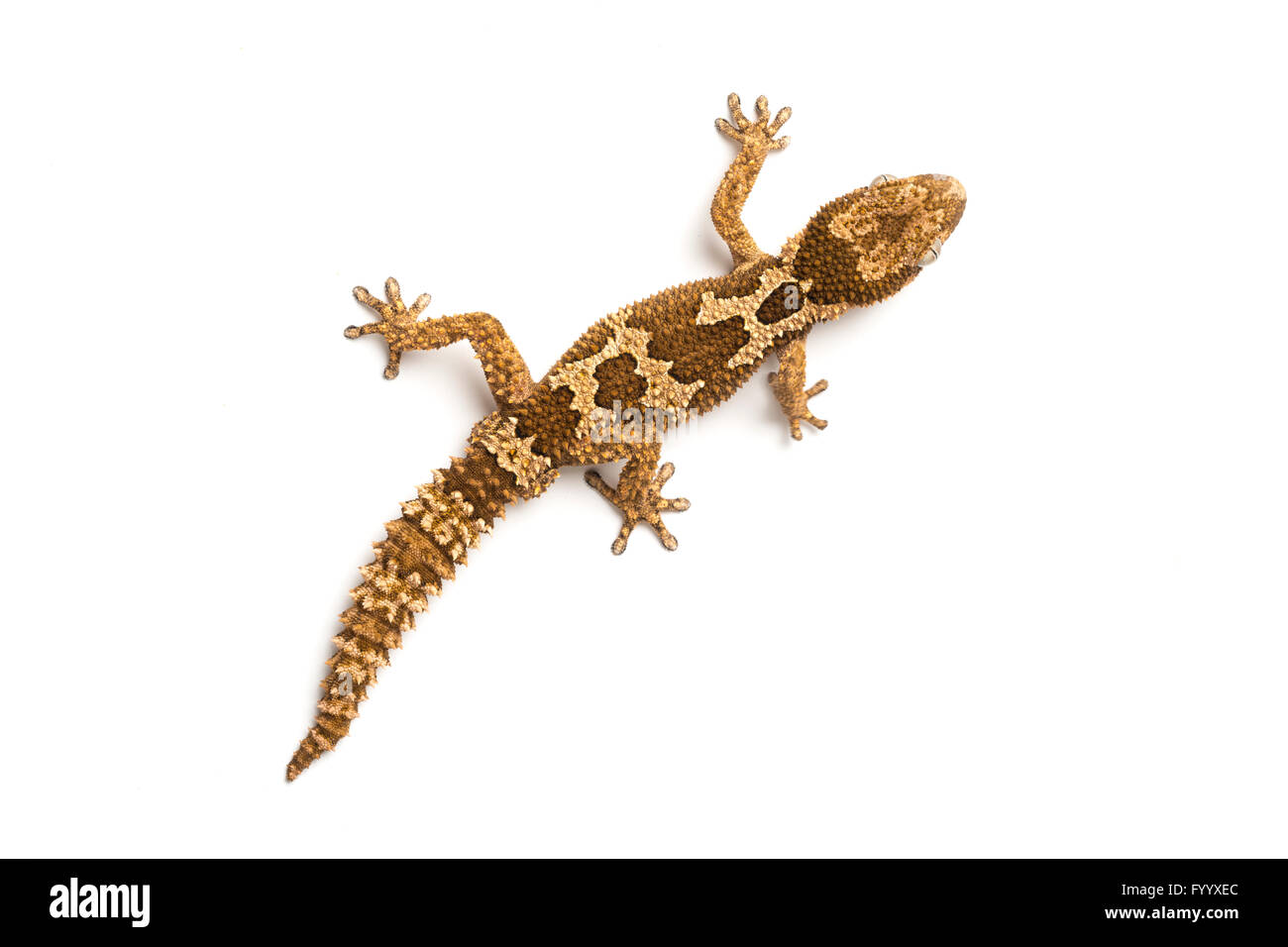Áspero-escalan Gecko, o rugoso grueso-vetado Gecko, Pachydactylus rugosus, Sudáfrica (cautivo) Foto de stock