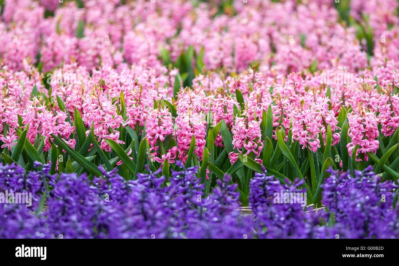 Hyacinth. Hermosa rosa y azul jacinto coloridas flores en spring garden, fondo floral vibrante, campos de flores Foto de stock
