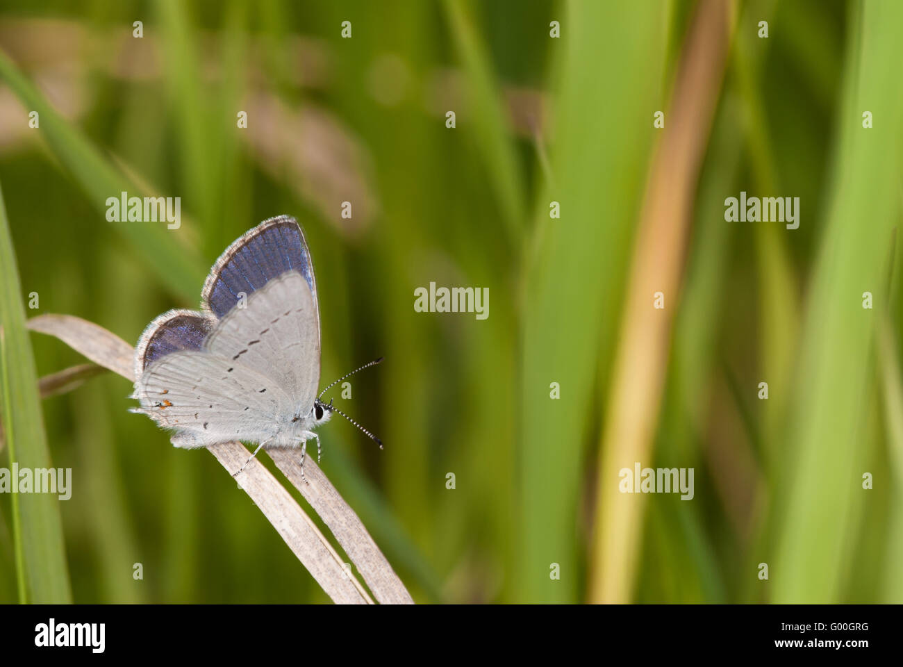 Un western-tailed mariposa azul, Cupido amyntula, encaramado sobre una cuchilla de pasto en la ciénaga de Wagner Área Natural, Alberta, Canadá. Foto de stock