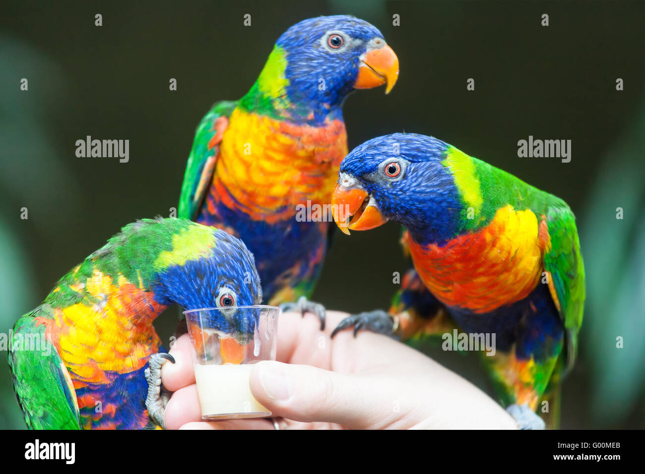 Rainbow Lorikeet Parrot Foto de stock