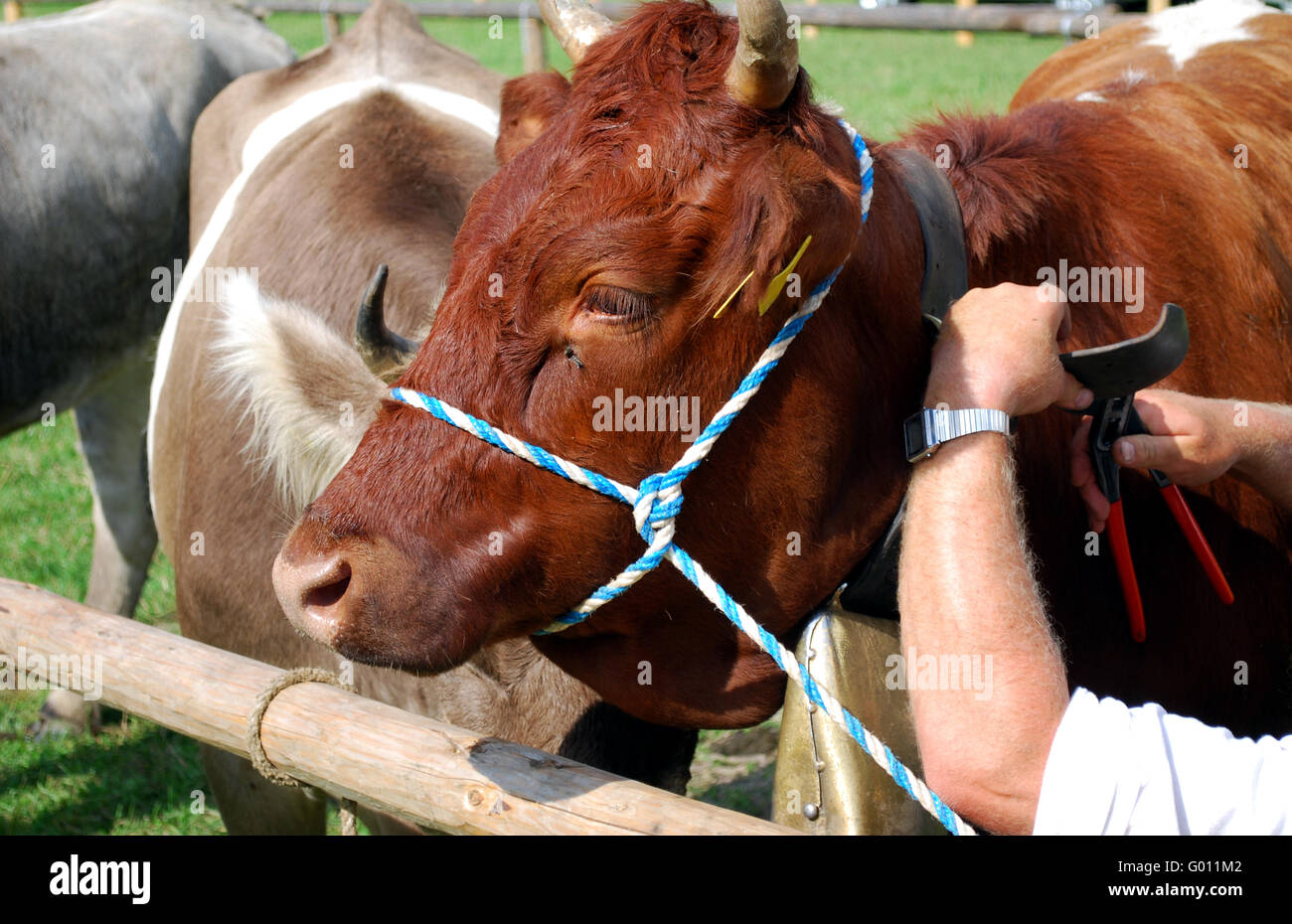 Brazos de un agricultor en el mercado de ganado, el ajuste de la correa de una vaca Foto de stock