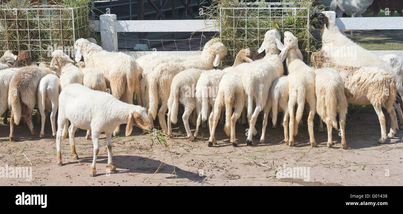 Las ovejas comen hierba en una granja Foto de stock