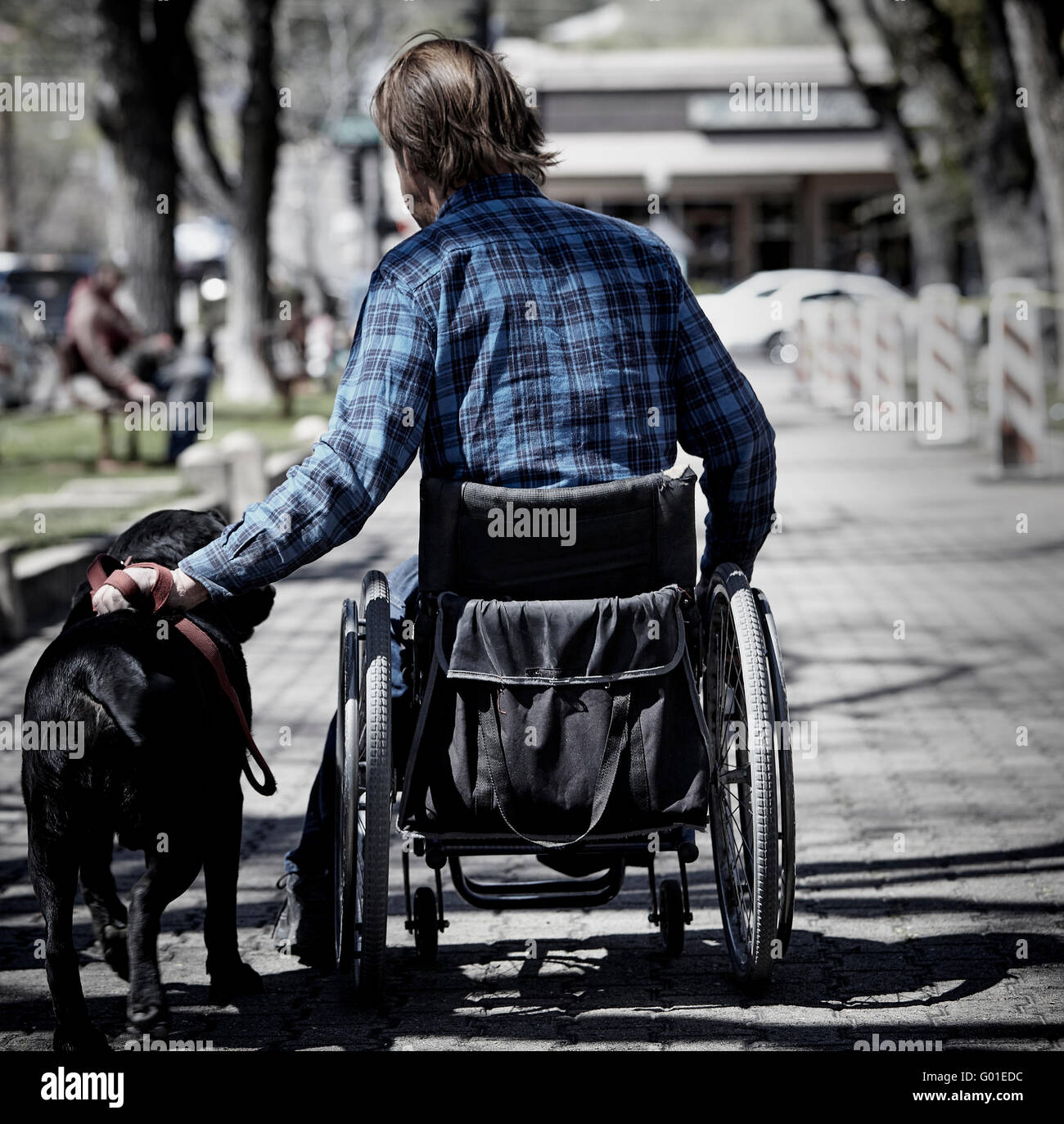 Prescott, AZ , USA - Marzo 26, 2016: Un hombre no identificado en una silla de ruedas y su perro bajo los olmos americanos Foto de stock