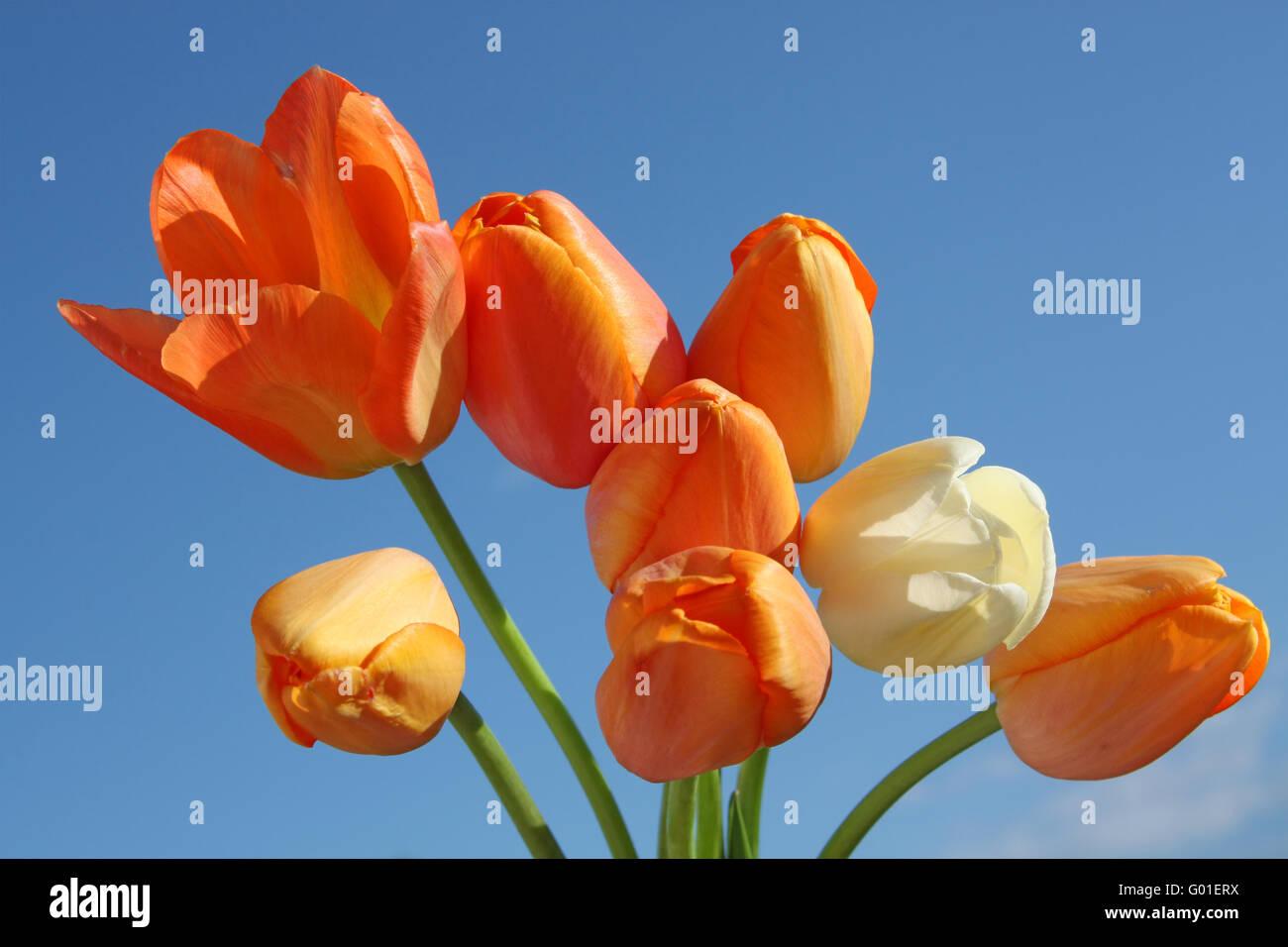 Blanco y naranja tulipanes en el fondo de cielo Foto de stock