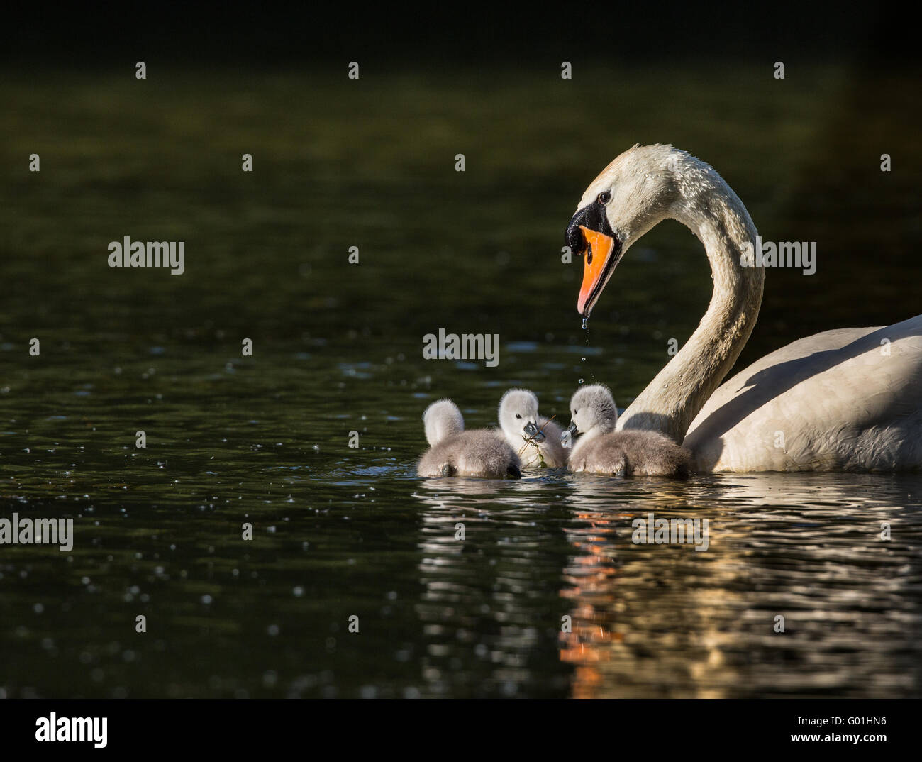 Swan con tres cygnets en una unidad familiar Foto de stock