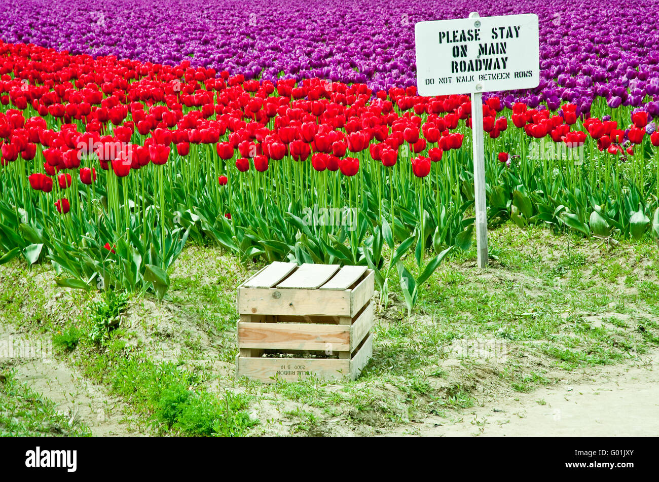 Tulipanes rojos y púrpuras en Valle Skagit Foto de stock