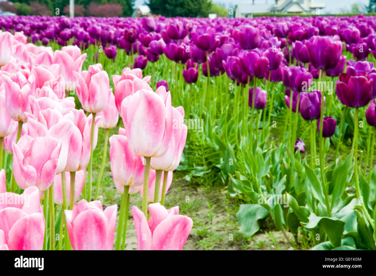 Tulipanes de color rosa y púrpura en el Valle Skagit Foto de stock
