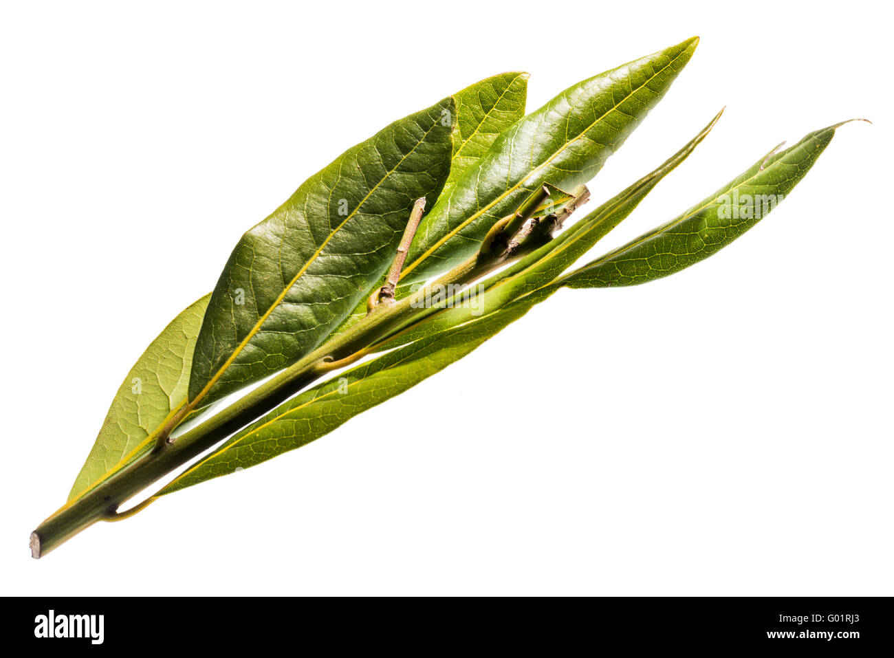 Hojas de laurel fresco, laurel, verde, especias, hierbas, Cuarteado