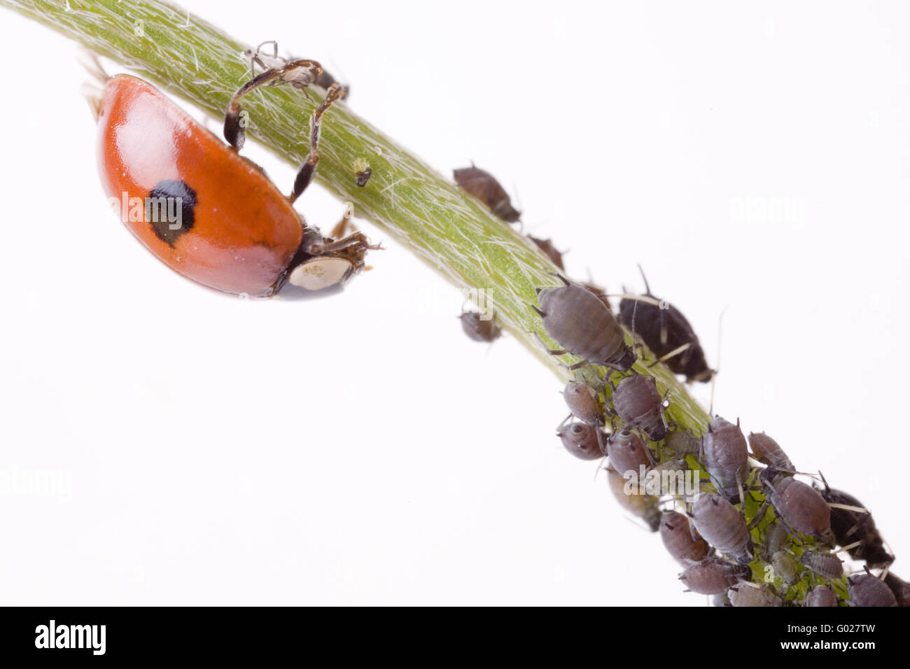 Dos manchas lady beetle (Adalia bipunctata) con greenfly (Aphidoidea) Foto de stock