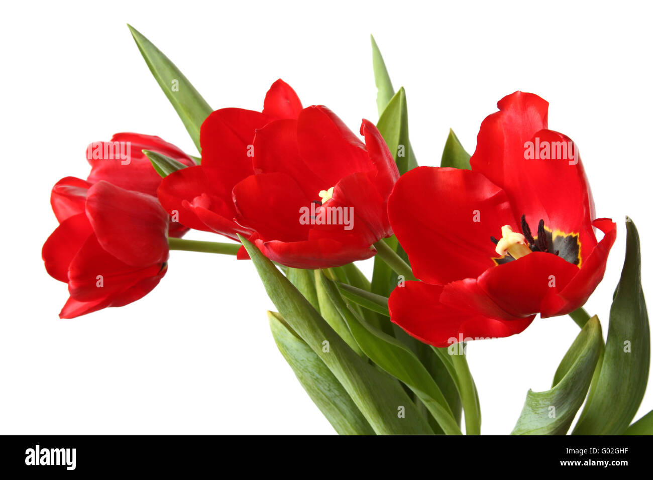 Spring Flower - Ramo de tulipanes rojos. Aislado en blanco Foto de stock