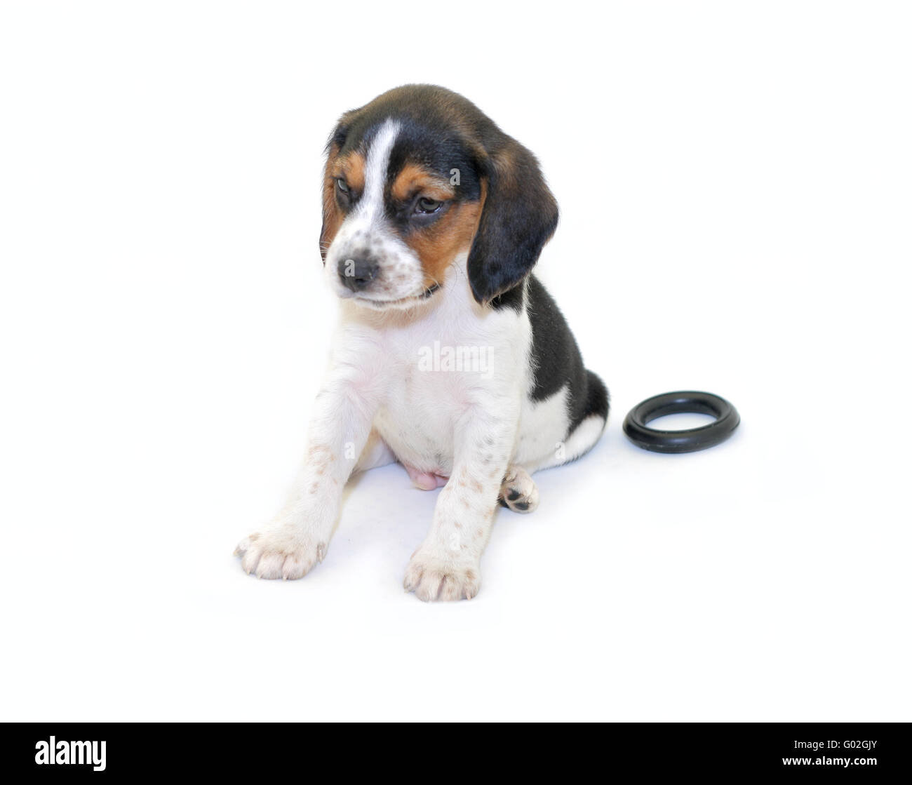 Tricolor beagle fotografías e imágenes de alta resolución - Alamy