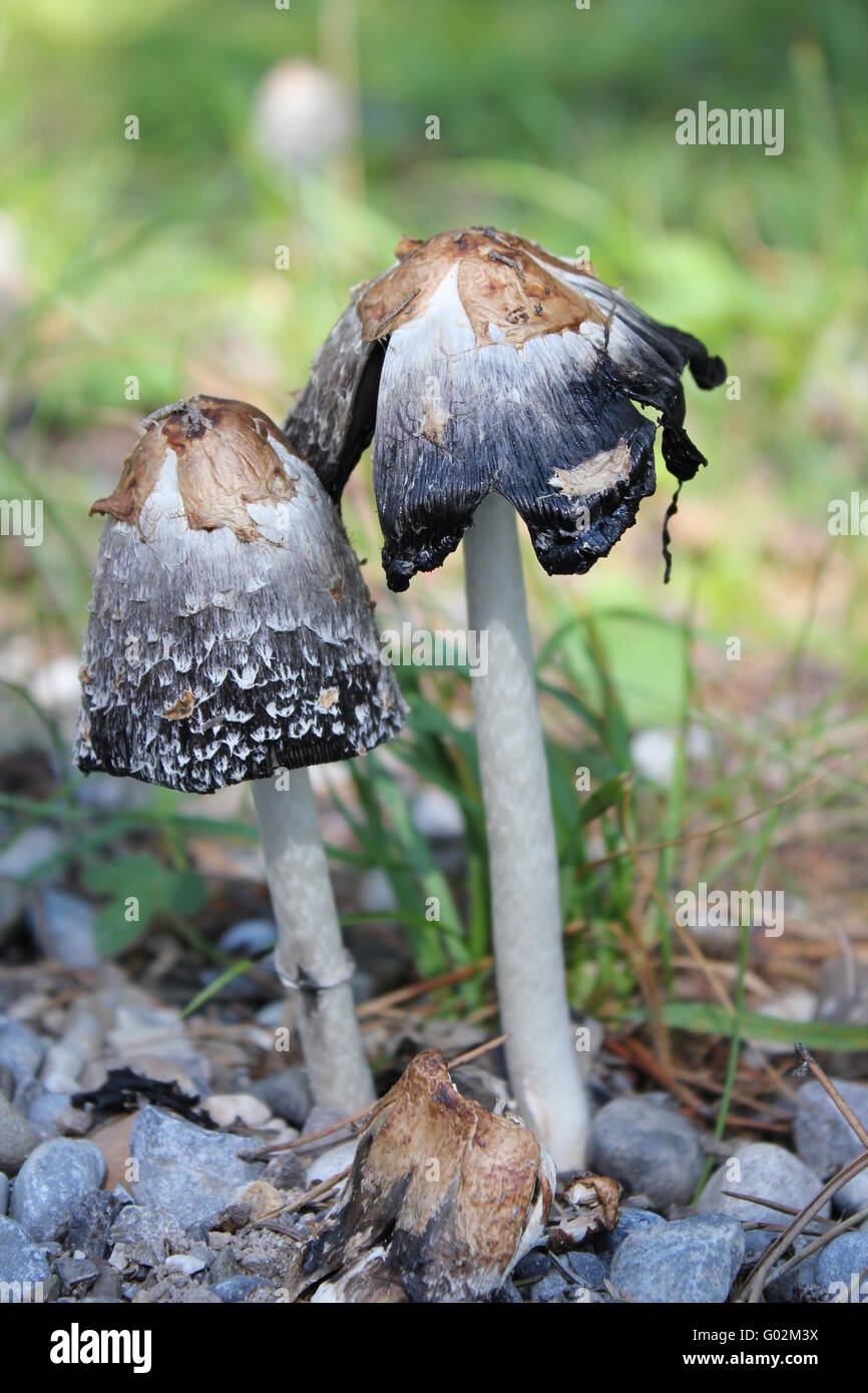 Varios Shaggy Mane (Coprinus) Setas cultivadas a la inky escenario. Foto de stock