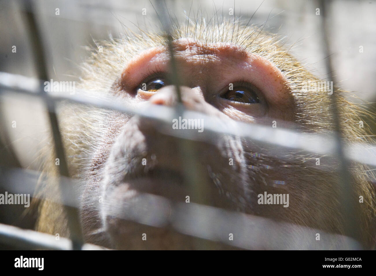 mono en un zoo Foto de stock