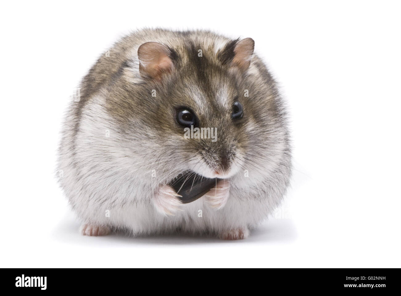 Macro shot de hámster enano poco comer semillas de girasol Fotografía de  stock - Alamy