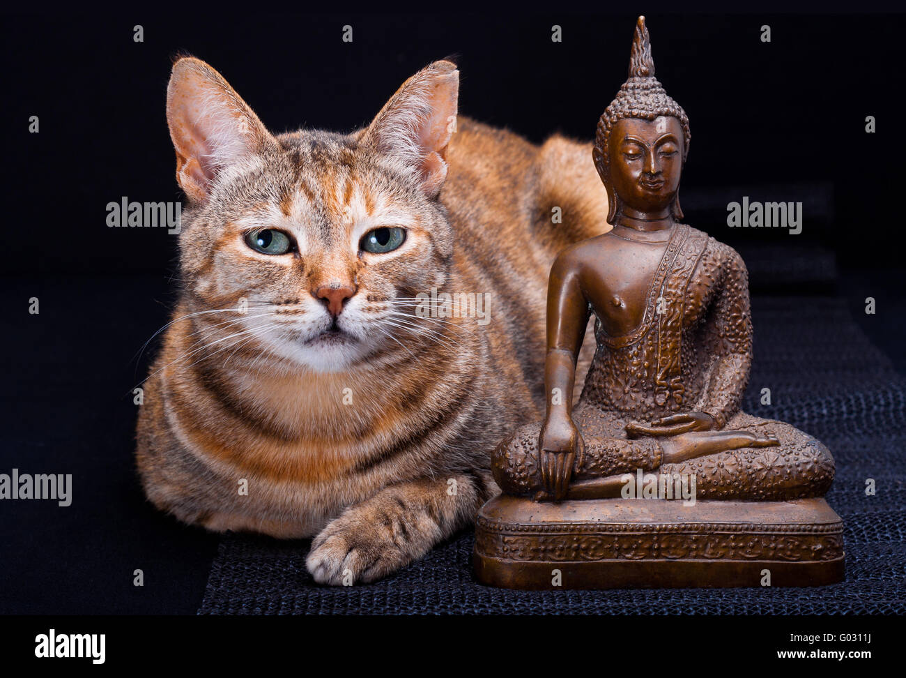 Gato atigrado meditando con estatua de Buda Fotografía de stock - Alamy