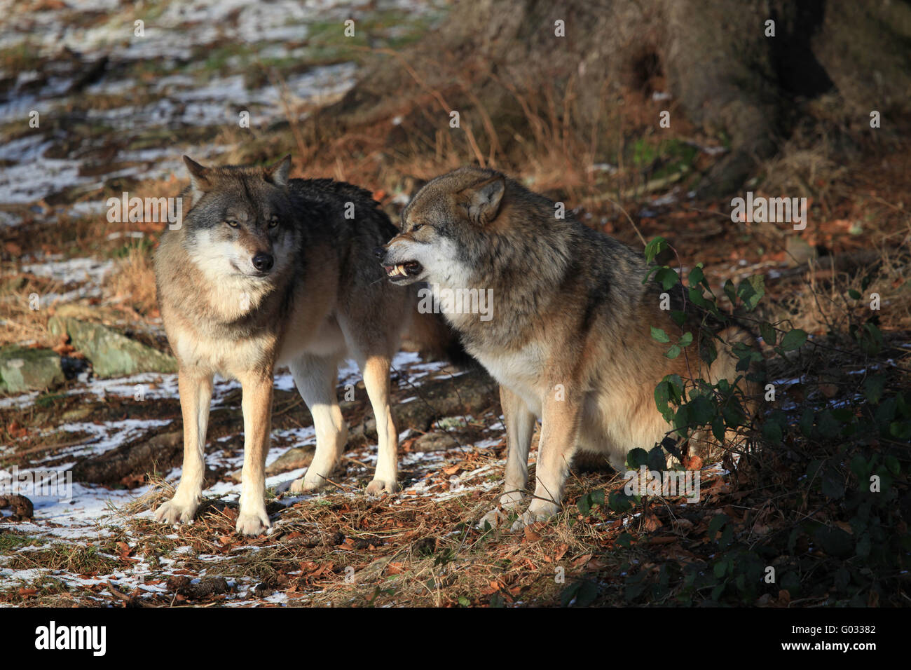 Clan de lobos fotografías e imágenes de alta resolución - Alamy