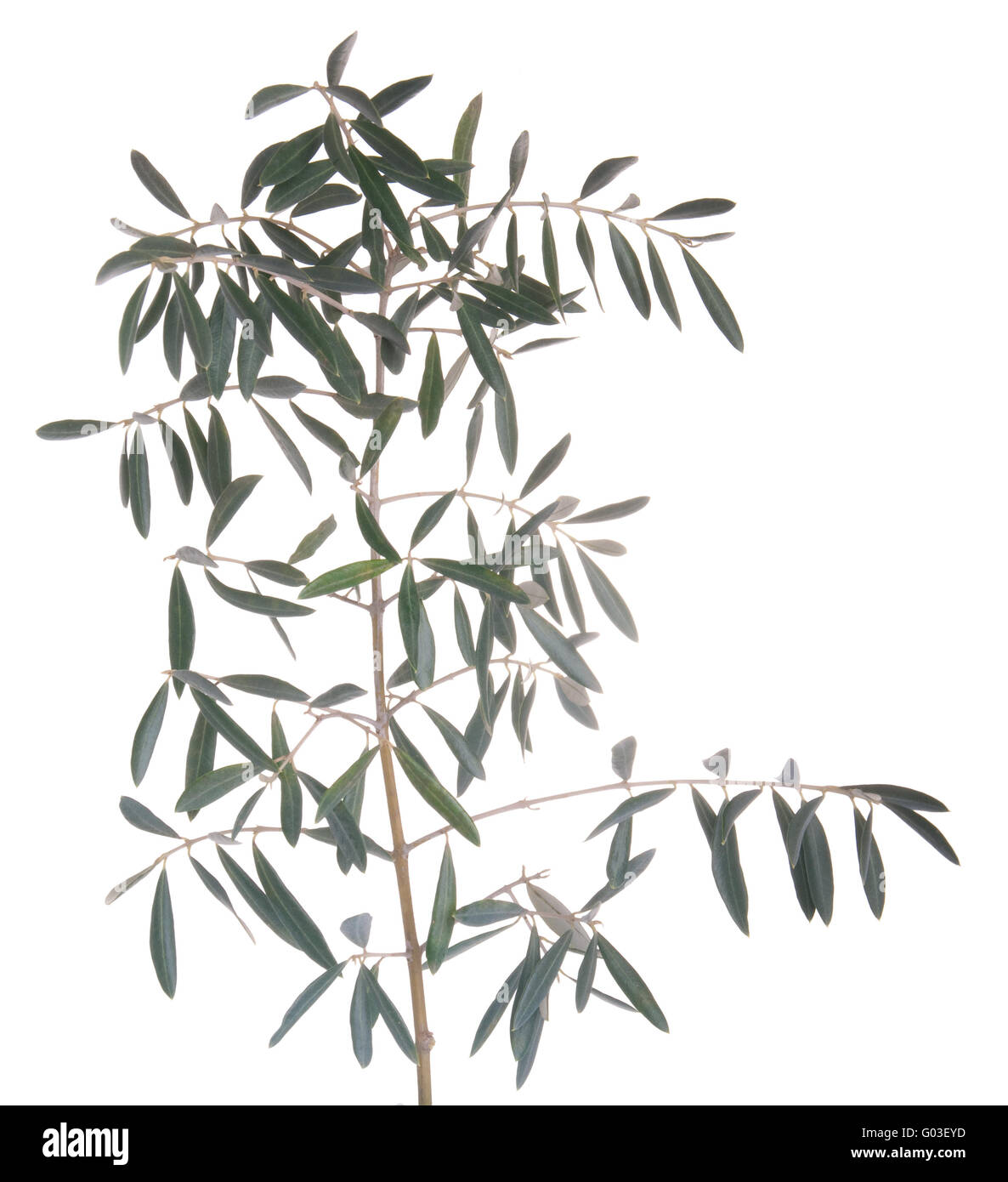 Rama de olivo verde aislado sobre fondo blanco. Foto de stock