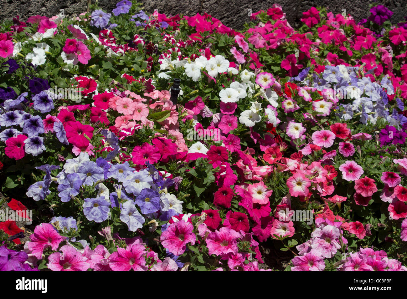 Solo malva rosa y las flores blancas de petunias anual familia Solanaceae masificada florece en una cama del jardín a principios de verano Foto de stock