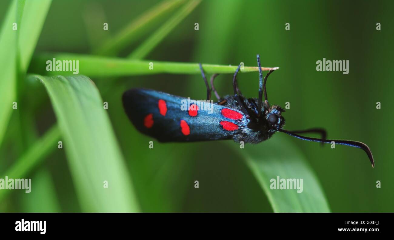 6-spot Burnett (Zygaena filipendulae) Foto de stock