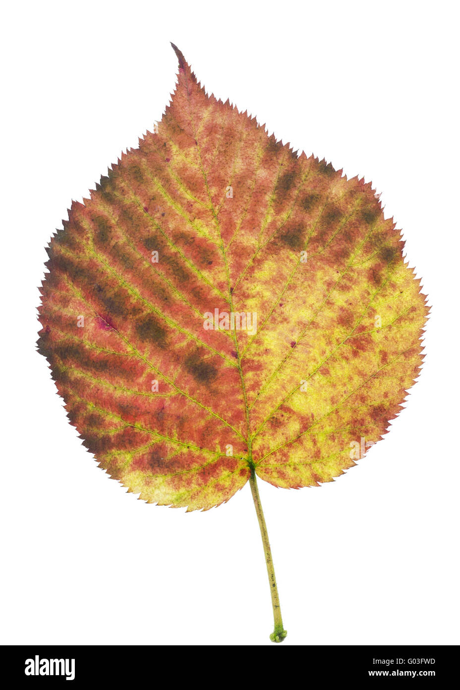 La textura de un aislado de otoño hojas blackberry Foto de stock