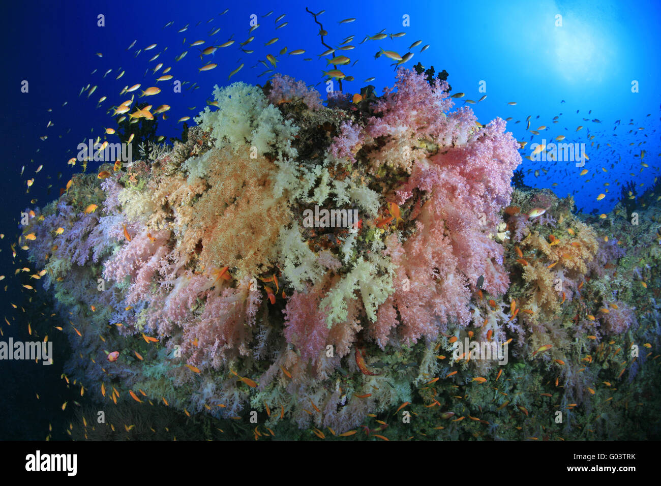 Farbenprächtiges Korallenriff, hermoso arrecife de coral Foto de stock