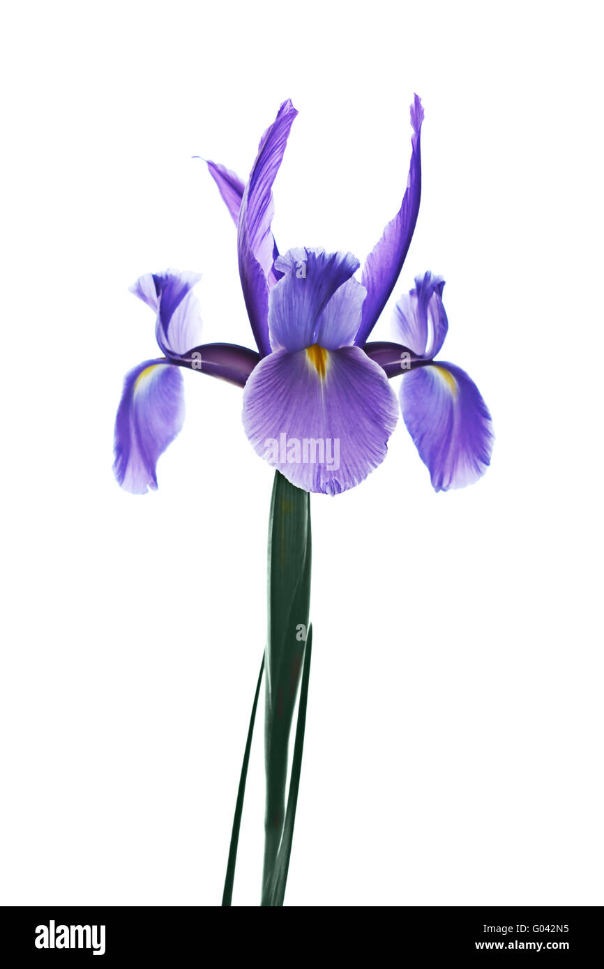 Flor de iris Foto de stock