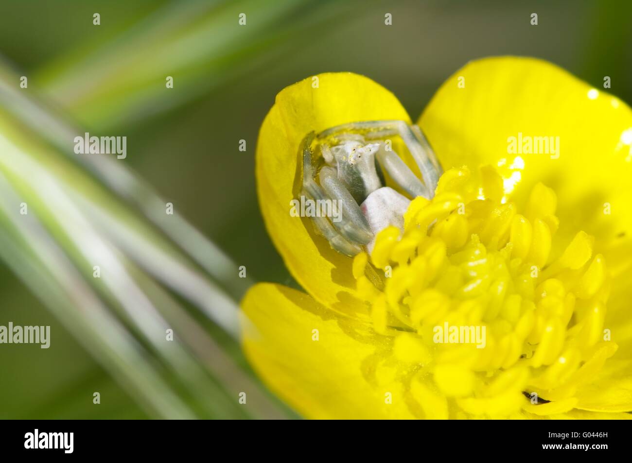 Araña cangrejo escondido en una flor Foto de stock