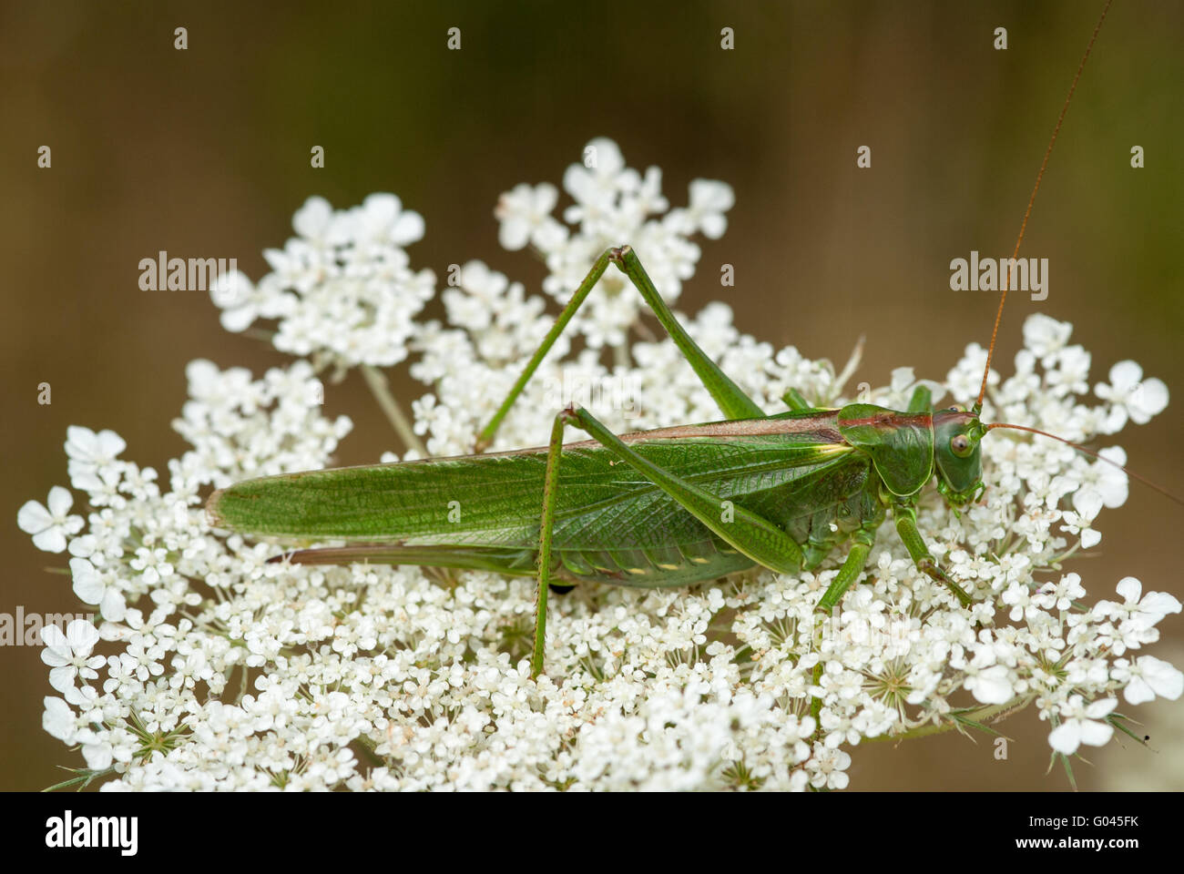 Gran Verde (Tettigonia viridissima Bush-Cricket) Foto de stock
