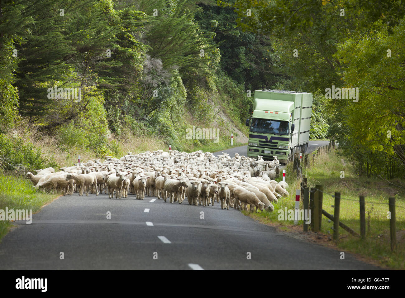 Ovejas en una carretera, Newzealnd Foto de stock