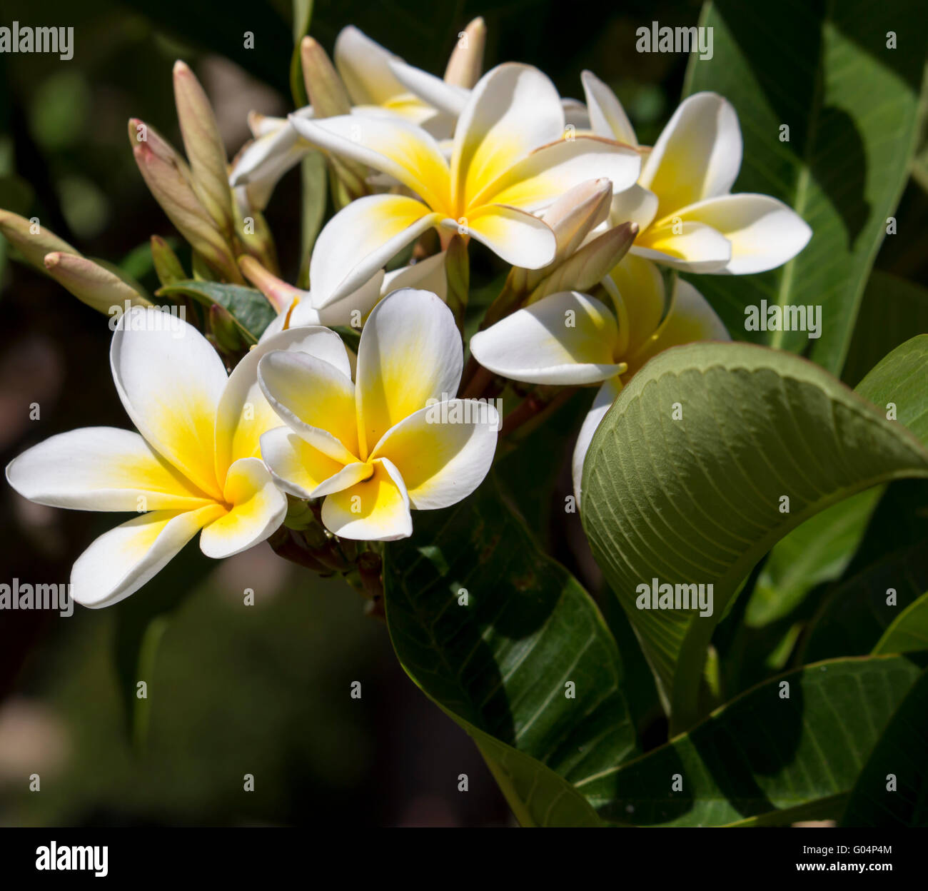 Flores blancas perfumadas con amarillo centros de tropicales exóticas  especies frangipanni plumeria plumeria floración en verano son una delicia  de flor Fotografía de stock - Alamy