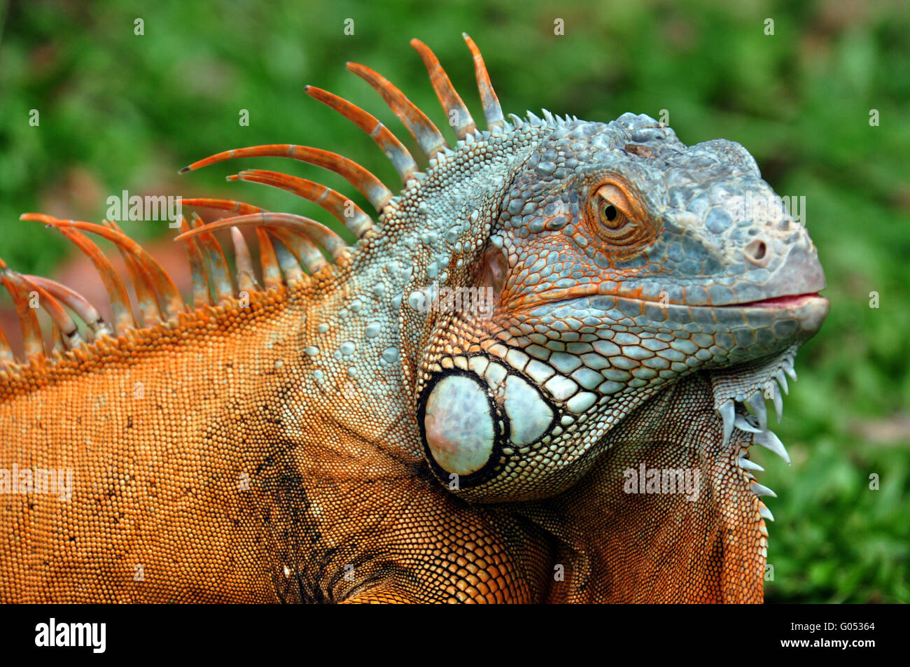 Iguana Foto de stock