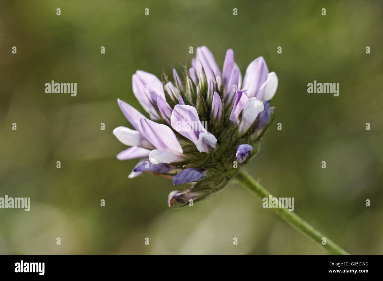 Bituminaria bituminosa, Arabian guisantes, trébol de tono Foto de stock